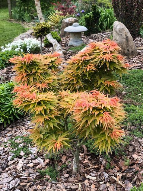 Mayday Japanese Maple Chinese Maple Tree, Acer Garden, Japanese Maple Varieties, Japanese Garden Landscape, Fall Container Gardens, Japanese Maples, Cottage Garden Design, Fall Planters, Japanese Maple Tree