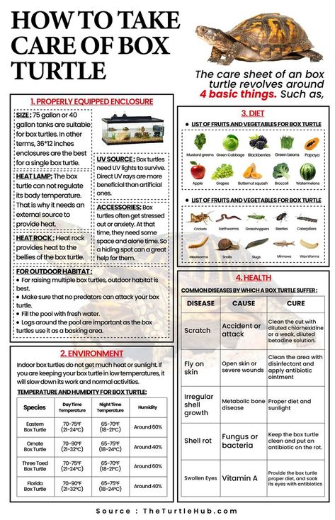 How To Take Care Of Box Turtles Box Turtle Food, Pet Turtle Care, Box Turtle Habitat, Watermelon Turtle, Turtle Tank Setup, Turtle Enclosure, Box Turtles, Turtle Terrarium, Eastern Box Turtle