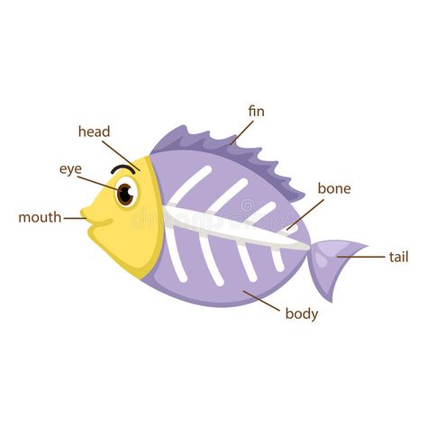 Parts Of A Fish Preschool, X Ray Fish, Animal Preschool, Fish Anatomy, Cartoon Mouth, Body Parts For Kids, Ray Fish, Fish Activities, Animal Body Parts