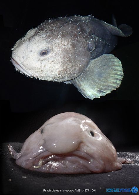 blobfish. Blobfish In Water, Blobfish Underwater, Animal Personification, Blob Fish In Water, Real Sea Monsters, Ugly Creatures, Pressure Oc, Blob Fish, Ocean Monsters