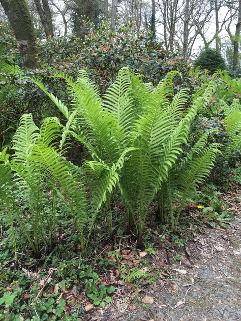 Matteuccia struthiopteris (shuttlecock fern) Shuttlecock Fern, Matteuccia Struthiopteris, Wet Garden, Shady Plants, Plant Palette, Clemson University, Master Gardener, Woodland Garden, Plant List