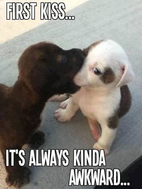 Funny Dog Memes, Funny Dog Pictures, Baby Animals Funny, Funny Dog Videos, Funny Animal Memes, Cute Animal Videos, Animal Jokes, First Kiss, Cute Animal Pictures