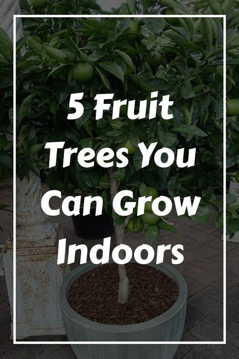 Discover the joys of having a year-round indoor fruit harvest by cultivating a compact orchard within your living space. Uncover the potential of nurturing 9 different fruit tree varieties to enjoy delicious fruits straight from your homegrown collection anytime you please. Indoor Fig Trees, Citrus Tree Indoor, Key Lime Tree, Mini Orchard, Fruit Trees In Containers, Japanese Gardens Design Ideas, Trees In Containers, Potted Fruit Trees, Fruit Harvest