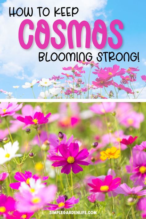 How To Grow Cosmos From Seeds, Fall Blooming Flowers, Easy Garden Beds, Cosmos Plant, Cabin Garden, Seed Growing, Easiest Flowers To Grow, Backyard Flowers Garden, Flowers To Grow