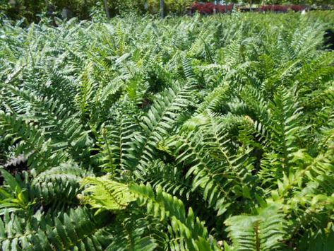 Polystichum Munitum, Terraced Garden, Drought Resistant, Fern Plant, Container Size, Plant List, Succulent Garden, Terrace Garden, Pacific Coast