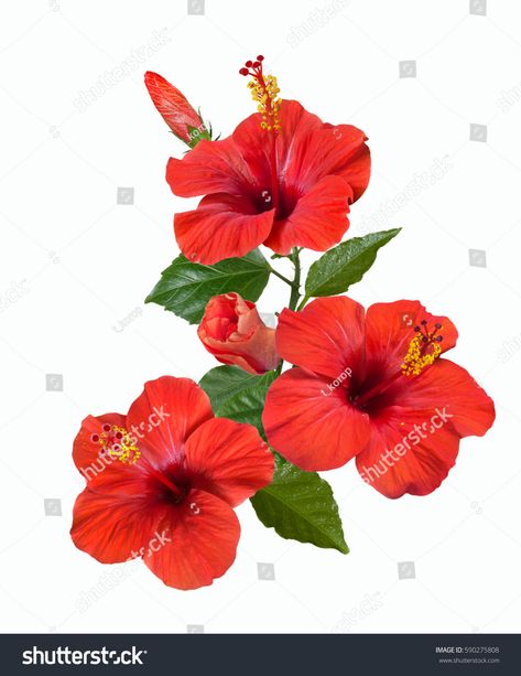 Hibiscus Bud, Kali Painting, Hibiscus Flower Tattoos, Red Hibiscus Flower, Ma Tattoo, Birthday Wishes With Name, Hibiscus Tattoo, Access Bars, Beach Art Painting