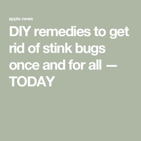 DIY remedies to get rid of stink bugs once and for all — TODAY Stink Bugs How To Get Rid Of, Stink Bug Spray, Diy Bug Spray, Stink Bugs, Diy Sprays, Bug Spray, Diy Remedies, Bugs, Spray