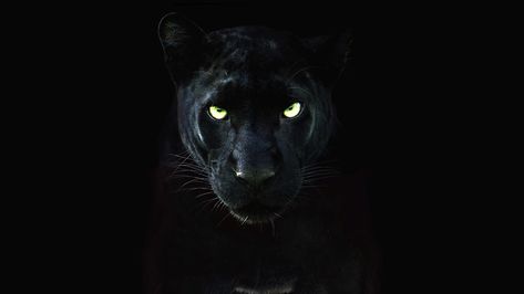 Black Royalty Photos - The Real Black Panther - National Geographic Channel - Asia Black Panther Animal, Black Panther Drawing, Animal Black And White, Jaguar Wallpaper, Panther Animal, National Geographic Animals, Black Panther Cat, Tame Animals, Panther Pictures