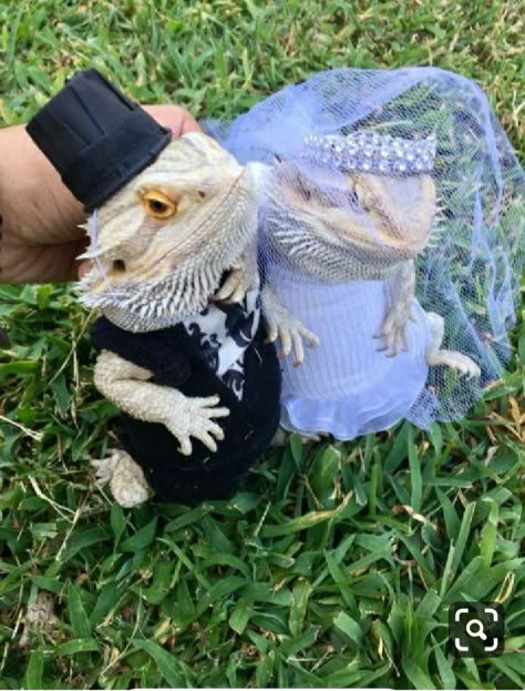 Bearded Dragon Outfits, Bearded Dragon Clothes, Funny Lizards, Bearded Dragon Funny, Baby Bearded Dragon, Bearded Dragon Cute, Bearded Dragon Care, Cute Lizard, Cute Reptiles