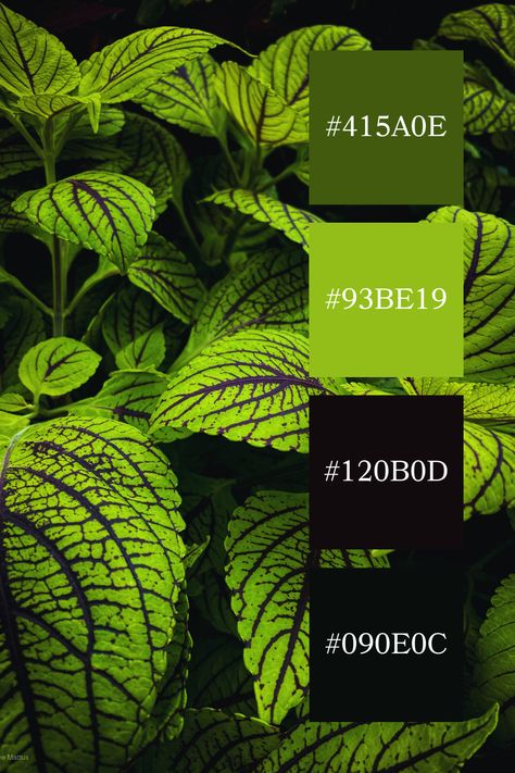 Bright green leaves with dark purple veins stand out vividly against a dark background. The intricate patterns and contrast between the green and black palette create a captivating color palette. Green And Black Palette, Black And Green Color Palette, Green And Black Color Palette, Fursona Ideas, Green Monochrome, Purple Veins, Black Palette, Green Color Palette, Black Color Palette