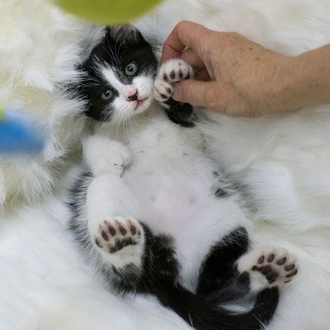 Polydactyl Kitten, Hemingway Cats, Polydactyl Cat, Pink Paws, Cat Facts, Ernest Hemingway, Meow Meow, Crazy Cat, Cat Paws