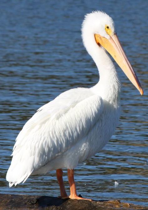 The American White Pelican is a large aquatic bird. The American White Pelican rivals the Trumpeter Swan as the longest bird native to North America. It has an overall length is about 50–70 in, courtesy of the huge beak which measures 11.3–15.2 in in males and 10.3–14.2 in in females. It has a wingspan of about 95–120 in. The species also has the second largest average wingspan of any North American bird, after the California Condor. Bird Wings Costume, Pelican Photos, White Pelican, Pelican Art, Pelican Bird, Trumpeter Swan, Aquatic Birds, Coastal Birds, Bird Art Print