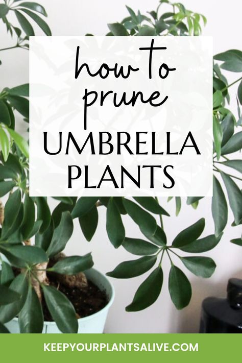 Umbrella Plant Care, Plant Presentation, Safe House Plants, Indoor Tropical Plants, Umbrella Plant, Bonsai Care, Umbrella Tree, Plant Maintenance, Plant Care Houseplant