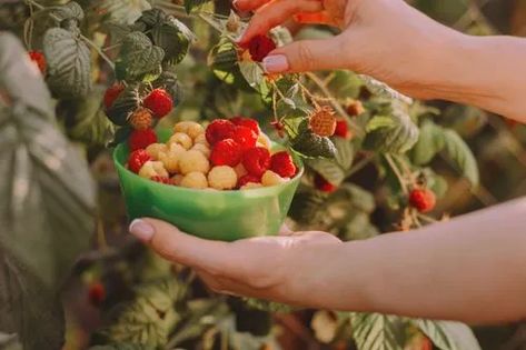 How to grow raspberries How To Grow Raspberries, Grow Raspberries, Seeds Growing, Growing Raspberries, A Year In Review, Raspberry Seeds, Year In Review, End Of The Year, Around The Corner