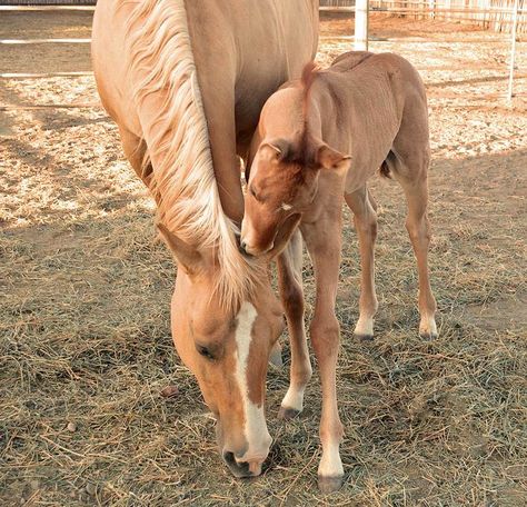 Rescue Aesthetic, Rescue Horse, Wood Horse, Faster Horses, Horse Pics, Horse Rescue, Getting Over Him, Wine Trail, Horse Stuff