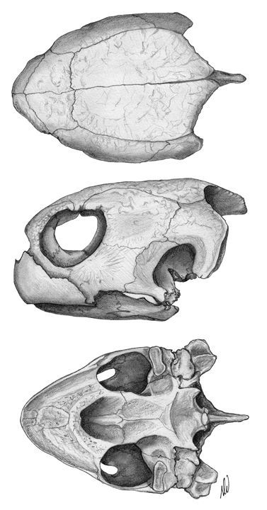 Turtle Skull - aNATomy designs Turtle Skull Drawing, Turtle Skull Tattoo, Turtle Anatomy, Animal Skull Drawing, Turtle Skull, Alligator Snapping Turtle, Skull Anatomy, Skull Reference, Skeleton Drawings