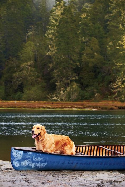 Dogs On Boats, Dog Landscape, On Golden Pond, Canoe Fishing, Lakeside Living, Golden Life, Lake Houses, The Lake House, Lake Living