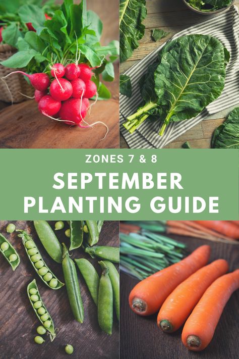 Planting in September: Zones 7 & 8 - Our Stoney Acres Summer Crops, Fall Crops, Modern Homestead, When To Plant Vegetables, Diy Compost, Tattoo Plant, Fall Gardening, Fall Planting, Vegetable Garden Tips