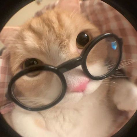 Bijoux Piercing Septum, Cat With Glasses, Cat Profile, Cat Glasses, Silly Cats Pictures, Cute Cats Photos, Cat Icon, Silly Animals