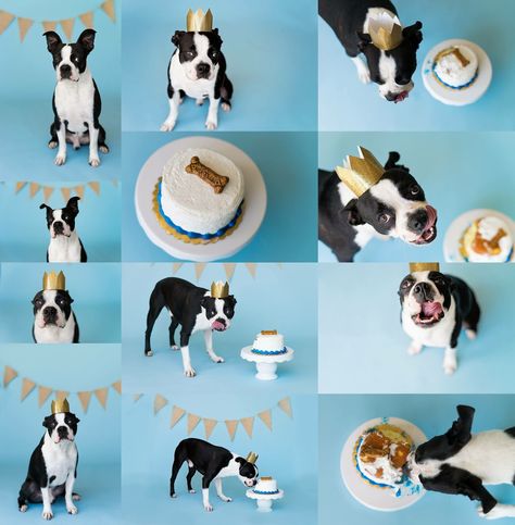 Dog Cake Smash Pet Photography, Dog Birthday Shoot, Dog Cake Smash, Dog Birthday Photoshoot Ideas, Dog Birthday Photoshoot, Dog Birthday Pictures, Cake Smash Photoshoot, Dog First Birthday, Smash Photoshoot