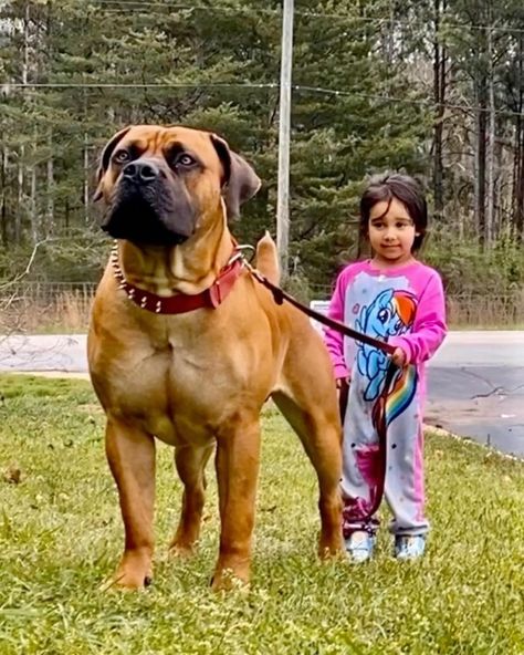 Boerboel Aesthetic, Boerboel Mastiff, South African Boerboel, South African Mastiff, African Boerboel, Protection Dogs, Mastiff Breeds, K9 Training, Big Dog Breeds