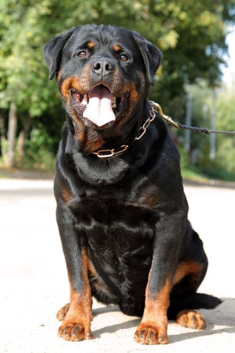 It turns out that the alpha dog is a myth, and dominance training might be leading thousands of dog owners to mistreat their precious pooches. Dangerous Dogs Breeds, Banned Dog Breeds, Danger Dog, Best Guard Dog Breeds, Beauceron Dog, Rottweiler Facts, Guard Dog Breeds, Socializing Dogs, Protective Dogs