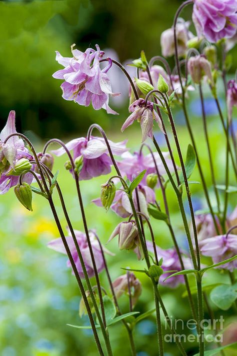 Aquilegia Vulgaris, Cottage Garden Plants, English Cottage Garden, Pink Garden, Plant Combinations, Shade Garden, Flower Photos, Front Garden, Belleza Natural