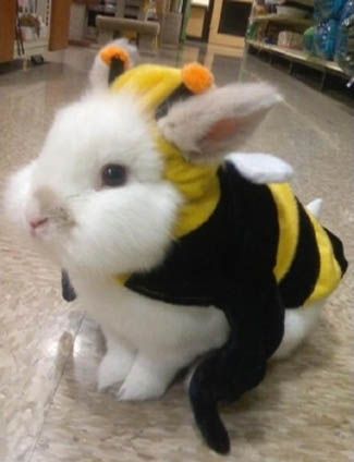 Bumble Bee Bunny                                                                                                                                                                                 More Bee Costume, White Rabbit, Bee, Halloween, Yellow, White