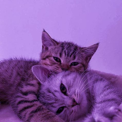 Kittens, Purple