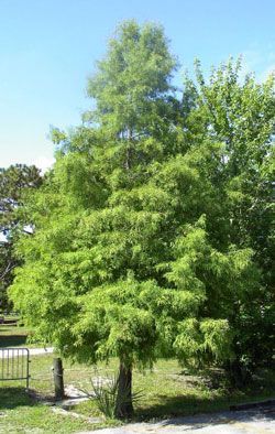 Bald Cypress Tree, Cypress Mulch, Bald Cypress, Conifer Trees, Cypress Trees, Ornamental Trees, The Division, Landscaping Plants, Types Of Soil