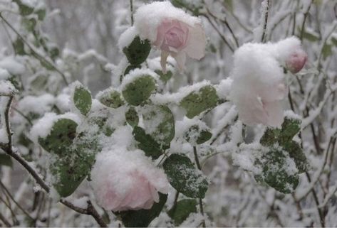 Winter Princess, Snow Princess, Winter Fairy, Snow Bunnies, Ice Princess, Snow Angels, Winter Aesthetic, Winter Time, Pink Christmas