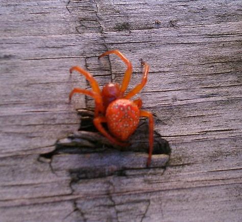 orange spider - Araneus iviei Spider Breeds, Unique Insects, Interesting Insects, Orange Spider, Garden Spider, Orange Garden, All The Small Things, Beautiful Bugs, Better Homes And Garden