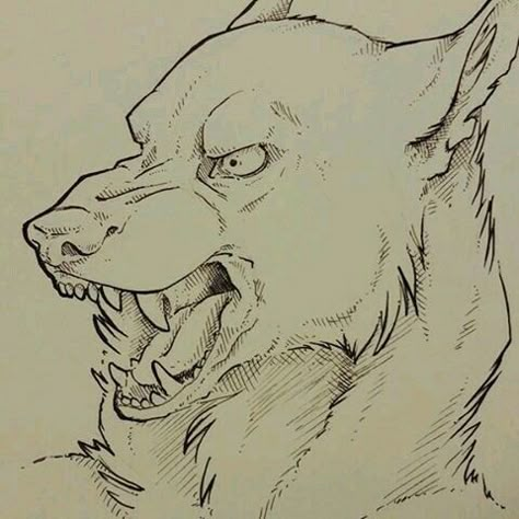 Canine Reference, Wolf Sketch, رورونوا زورو, Werewolf Art, Canine Art, Wolf Drawing, Creature Drawings, Animal Sketches, Wolf Art