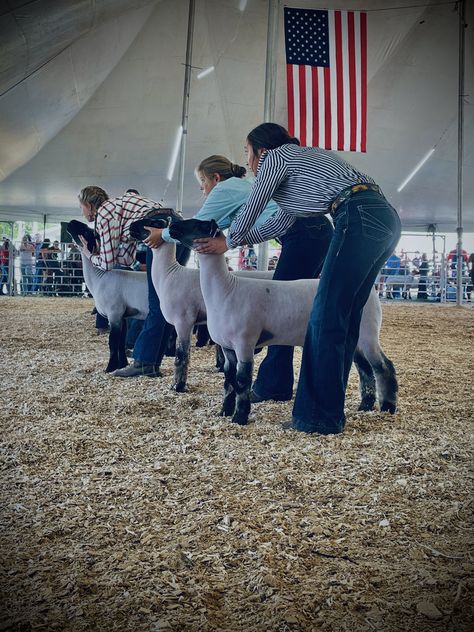 Sheep Showmanship, Ffa Lamb, Sheep Showing, Fair Fits, Show Sheep, Livestock Showing, Sheep House, Show Cows, Casual Country Outfits