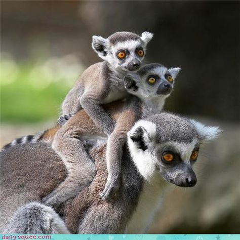 pictures of animals Baby Lemur, Madagascar Animals, Animal Experiences, Primates, Animals Of The World, Sweet Animals, Animal Planet, Animal Photo, Nature Animals