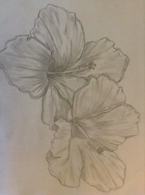 Hibiscus sketch...yes I'm aware it's sideways Graphite Art Ideas, Hibiscus Flower Sketch, Hibiscus Sketch, Hibiscus Drawing, Hibiscus Flower Drawing, Canvas Art Painting Acrylic, Cute Canvas Paintings, Cute Doodles Drawings, Nature Drawing