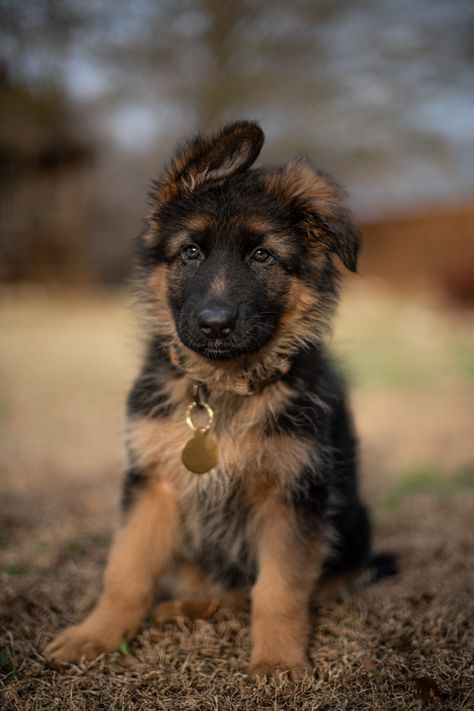 8 week old, black and red, long haired German Shepherd puppy Black And Brown German Shepherd, Long Coat German Shepherd Puppy, Long Haired German Shepherd Puppy, Long Hair German Shepherd Puppy, German Shepherd Long Coat, Short Haired German Shepherd, Long Hair German Shepherd, Red German Shepherd, Long Coat German Shepherd