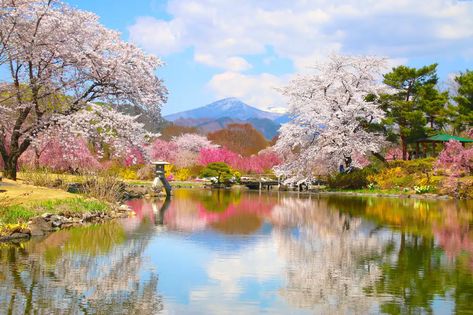 Ryokusuien in Fukushima Prefecture Is Home to Many Beautiful Flowers. Like a Scene From a Fairytale; Don’t Miss the Splendid Scenery of Cherry Blossoms Blooming All Around You! - Travel｜COOL JAPAN VIDEOS｜A Video Curation Site with Information on Sightseeing, Travel, Gourmet, and Interesting Things in Japan Japan Beautiful Places Photography, Most Beautiful Places In Japan, Cherry Blossoms In Japan, Beautiful Japanese Gardens, Japan In Cherry Blossom Season, Japan Spring, Spring Scenery, Cherry Blossom Season Japan, Fukushima