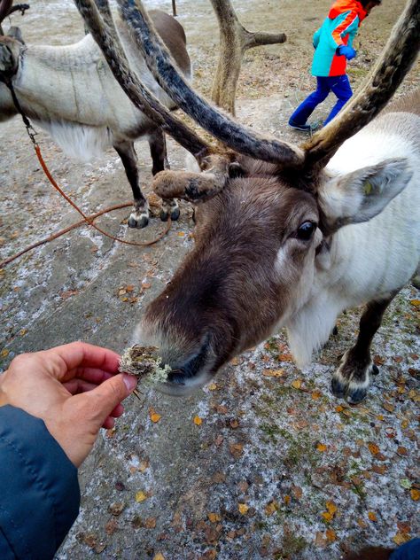 feeding a reindeer in Santa Claus Village, Rovaniemi, Finland. 2018 Santa Claus Village, Finland, Winter Wonderland, Santa Claus, Reindeer, Goats, Animals