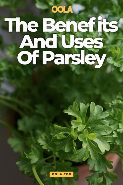 Parsley Benefits, Benefits Of Basil, Parsley Tea, Growing Parsley, Parsley Recipes, Growing Cilantro, Herbal Medicine Recipes, Zesty Sauce, Herb Recipes