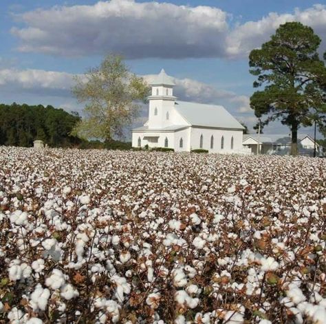 Country Church in a Cotton Field Cotton Field Photography, Cotton Plantations, Cotton Farm, Southern Things, Watercolor Barns, Cotton Eyed Joe, Texas Things, Cotton Painting, Abandoned Churches