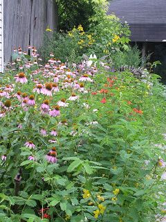 Keystone Flora Native Plants: Pocket Prairie Garden Prairie Plants, Prairie Planting, Pocket Garden, Natural Landscaping, Prairie Garden, Community Garden, Front Lawn, Pollinator Garden, Wildlife Habitat