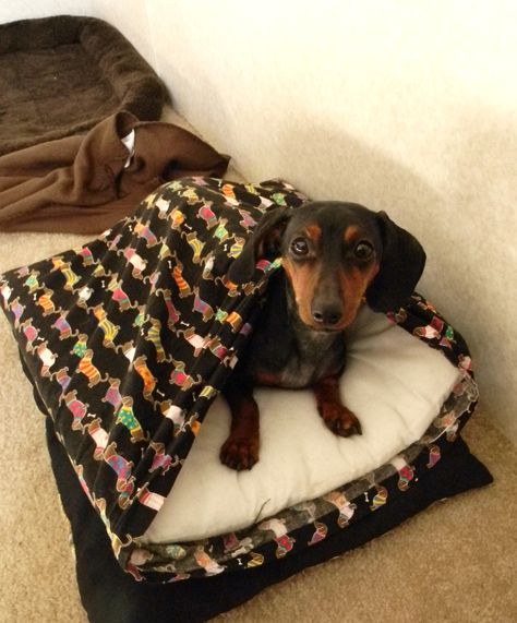 Dyi Dog Bed, Dog Sleeping Bag, Cat Costume Diy, Dog Sleeping, Diy Dog Bed, Dog Personality, Cutest Dogs, Dapple Dachshund, Small Dog Clothes