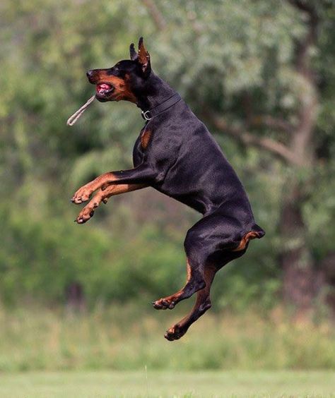 Doberman Tattoo Ideas, Doberman Running, Types Of Families, Pincher Dog, Doberman Pinchers, Doberman Training, Doberman Tattoo, Doberman Puppies, Dog Doberman