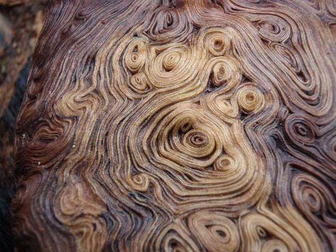 The inside of a burl, a tumor-like growth on a tree. Wood Identification, Tree Burl, Tranquil Art, Wood Bowls Carving, Simple Wood Carving, Wood Carving Tools Knives, Dremel Wood Carving, Tree Rings, Wood Carving Patterns