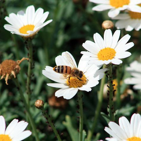 Bee Pollinating Daisy Bees Pollinating Flowers, Pollinating Flowers, Honey Bee, Ecuador, A Garden, Face Mask, Daisy, Honey, Bee