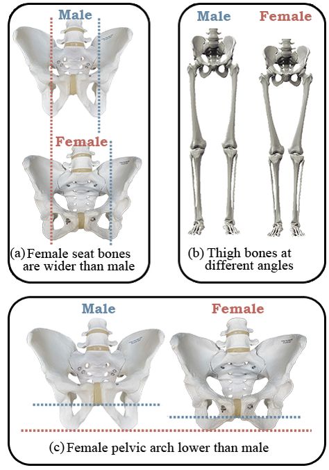 Male Pelvis Anatomy, Endurance Saddles, Human Skeleton Anatomy, Male Vs Female, Pelvic Bone, Anatomy Bones, Skeleton Anatomy, Narrow Hips, Basic Anatomy And Physiology