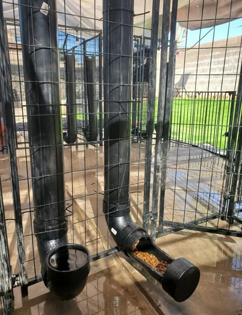 Small Dog Pen Ideas Outdoor, Dog Kennel Food And Water Ideas, Easy Dog Pen Ideas Outdoor, Dog Pen Ideas Outdoor Diy, Outside Dog Pen Ideas, Outdoor Dog Run Ideas, Diy Dog Kennel Outdoor Cheap Fence Ideas, Cow Enclosure Ideas, Multiple Dog Kennel Ideas Outdoor