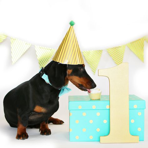 Gigsy's 1st birthday, dog, dachshund, photoshoot 1st Birthday Dog, Dog Birthday Photoshoot, Dog Birthday Pictures, Dog 1st Birthday, Photoshoot With Dog, 1st Year Birthday, Dog Boutique Ideas, First Birthday Photoshoot, Dog First Birthday