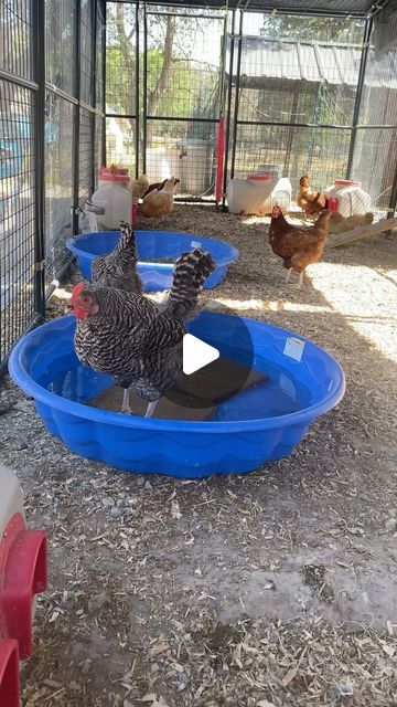 How To Keep Chickens Cool, Keeping Chickens Cool, Keep Chickens Cool In Summer, How To Keep Chickens Cool In The Summer, Stay Cool In The Heat, Fluffy Chickens, Chicken Videos, Chicken Pool Ideas, Backyard Chickens